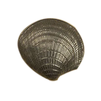 Med. Clam Shell Knob 2221