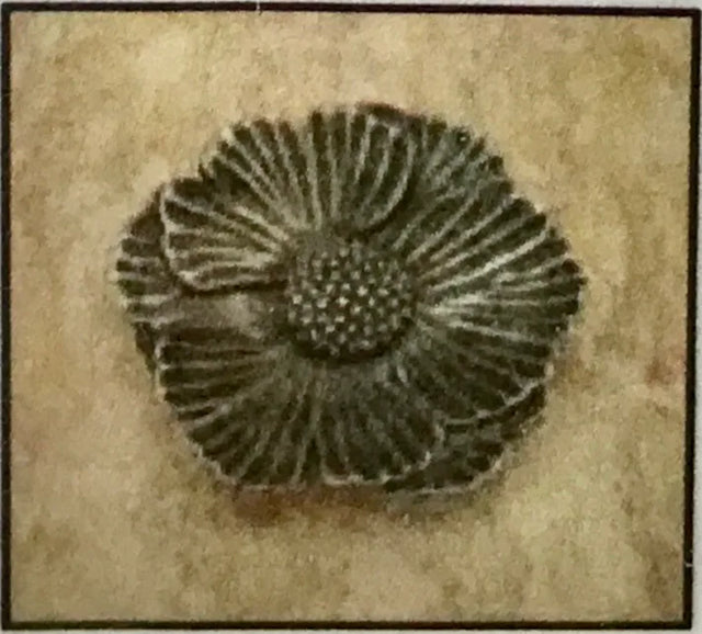 Sm. Lotus Flower Knob 2233